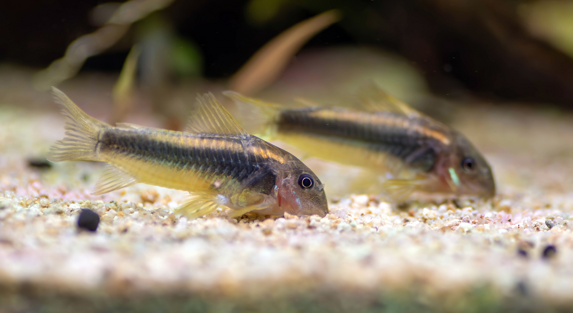 Gold Laser corydoras